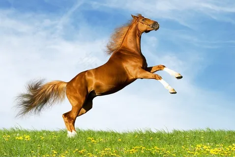 马图片 马的图片 白马 奔马 汗血马 黑骏马 飞马 高清