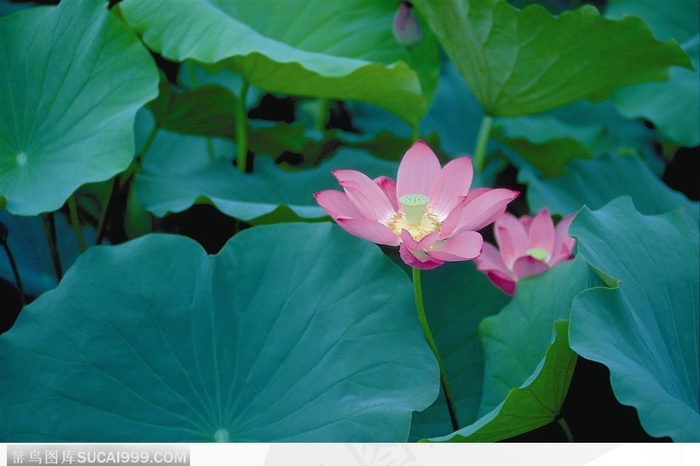 盛开的荷花图片