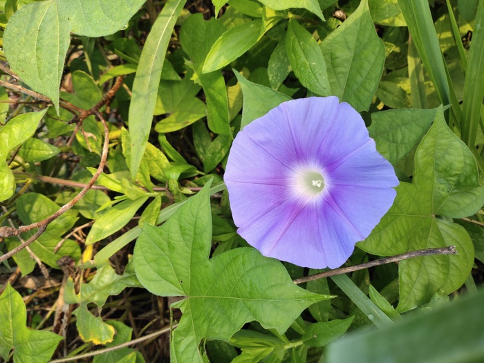 一朵盛开的牵牛花