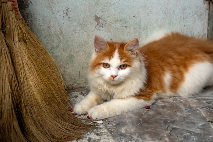 可爱猫咪猫猫摄影素材