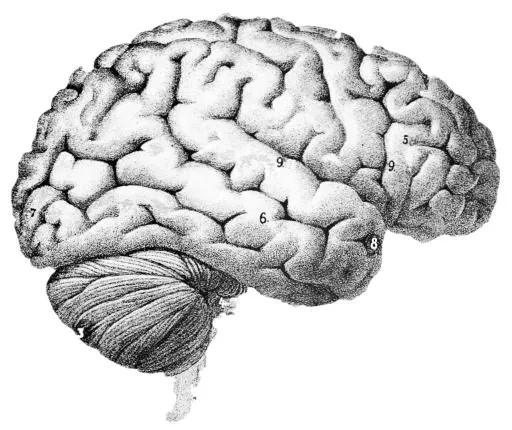 大脑 PNG免抠(1790x1504)