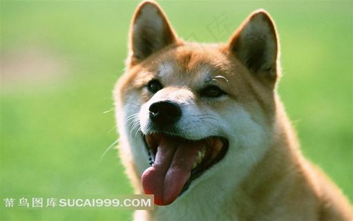 张嘴伸舌头的狗狗摄影