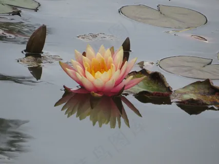 水上莲花图片 水上莲花图片