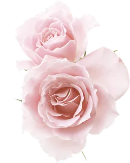 38妇女节三八女神女王粉色花朵玫瑰艺术字设计png免抠ps素材 38妇女节三八女神女王粉色花朵玫瑰艺术字设计png免抠ps素材