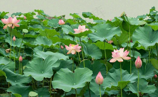 夏天荷花池荷叶清爽 ，夏至小暑大暑摄影图