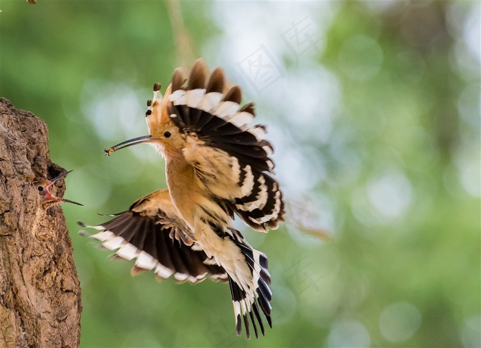 飞行的戴胜鸟图片