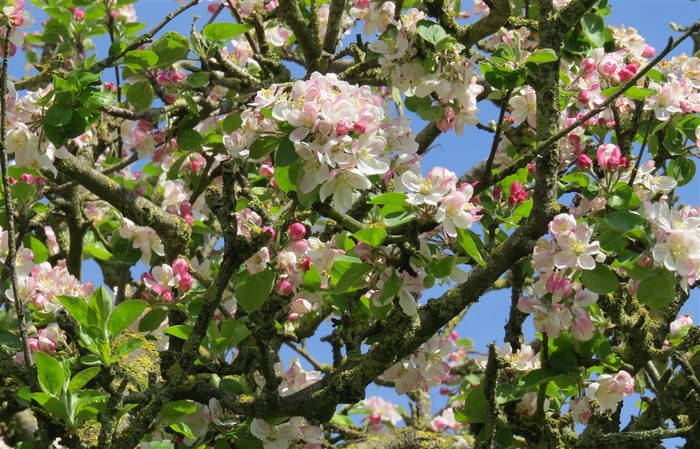 树枝上的苹果花