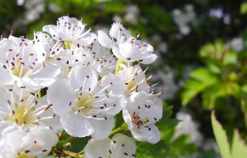 菊花上自然 绿色 果 健康 菊花上自然 绿色 果 健康