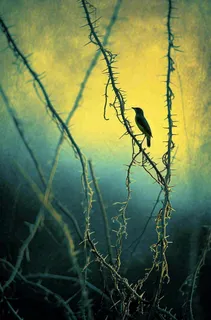 秋天秋叶森林墨绿树枝枝叶，暗黑风