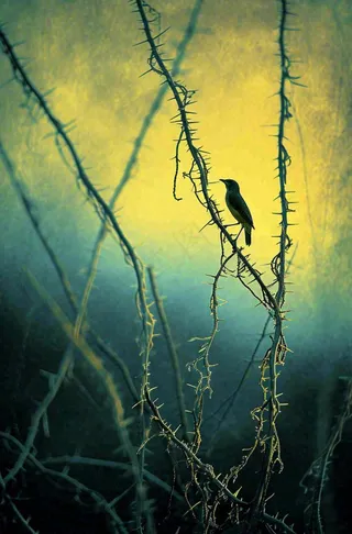 秋天秋叶森林墨绿树枝枝叶，暗黑风