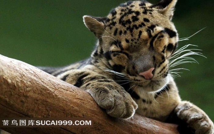 树干上的老虎幼崽