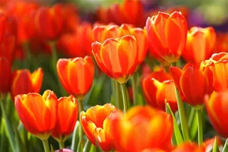 唯美郁金香花海鲜花图片