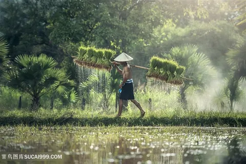 农夫种水稻图片