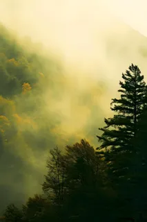 丛林树木黄色意境背景