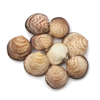 螺贝类带壳类(25)海鲜超市商品红酒白底图免抠实物摄影png格式图片透明底