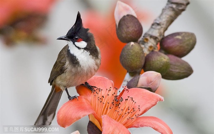漂亮鸟儿-歪头的小鸟