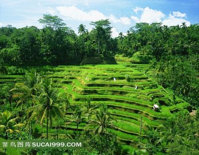 绝美梯田