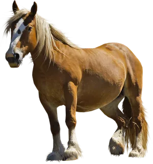 马匹养殖现代素材现代农业