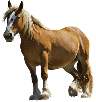 马匹养殖现代素材现代农业