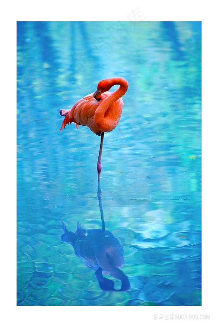 海景火烈鸟风景画