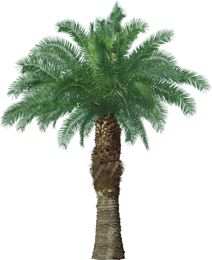 高清树木素材 免抠PSD植物素材 美术绘画园林贴图 树草灌木花草