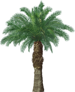 高清树木素材 免抠PSD植物素材 美术绘画园林贴图 树草灌木花草