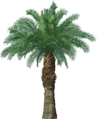 高清树木素材 免抠PSD植物素材 美术绘画园林贴图 树草灌木花草