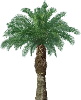 高清树木素材 免抠PSD植物素材 美术绘画园林贴图 树草灌木花草 高清树木素材 免抠PSD植物素材 美术绘画园林贴图 树草灌木花草