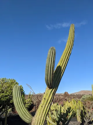 绿色仙人掌仙人球摄影素材