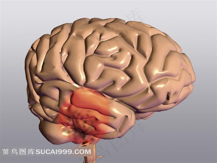 大脑高清素材下载