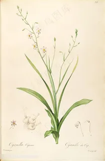 雷杜德原版高清水彩花卉图谱插画