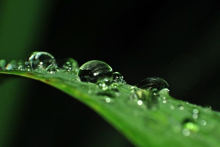 叶子上的水珠