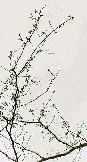 简约白底户外枝叶树枝，极简中国风，立冬摄影图