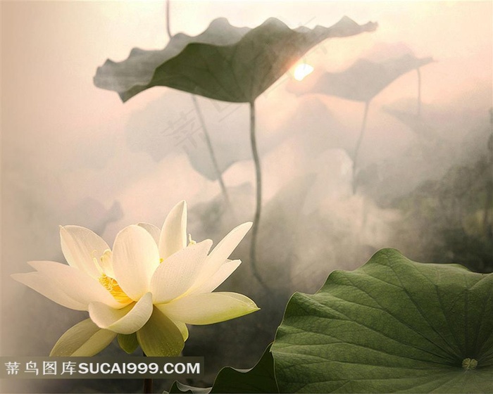 唯美的荷花壁纸素材