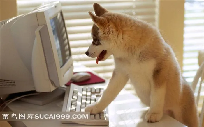 爬在电脑桌上的小狗摄影素材