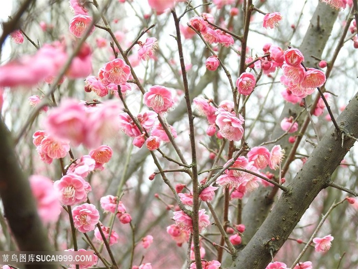 高清树枝上粉色桃花图片