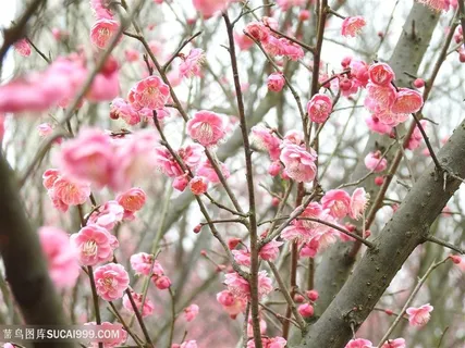 高清树枝上粉色桃花图片 高清树枝上粉色桃花图片