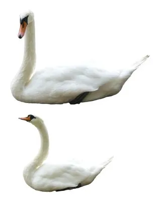 天鹅 PNG免抠