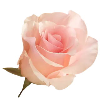 鲜花玫瑰免扣素材