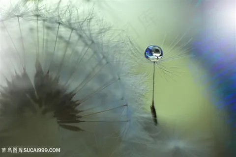 唯美水珠蒲公英花瓣鲜花图片 唯美水珠蒲公英花瓣鲜花图片