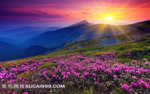 鲜花遍地自然风光图片 鲜花遍地自然风光图片