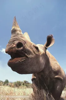 草原野生犀牛图片