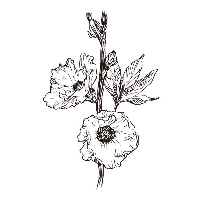 线条草本花卉手绘植物-洛神花