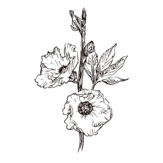 线条草本花卉手绘植物-洛神花