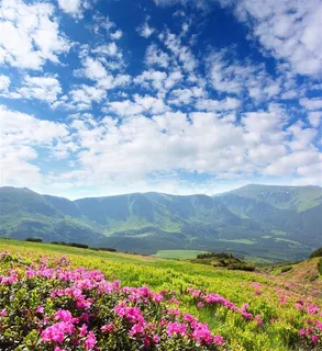 蓝天白云下的山峦和花海 蓝天白云下的山峦和花海