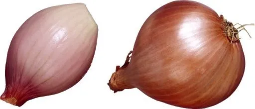 洋葱免抠(1325x568)