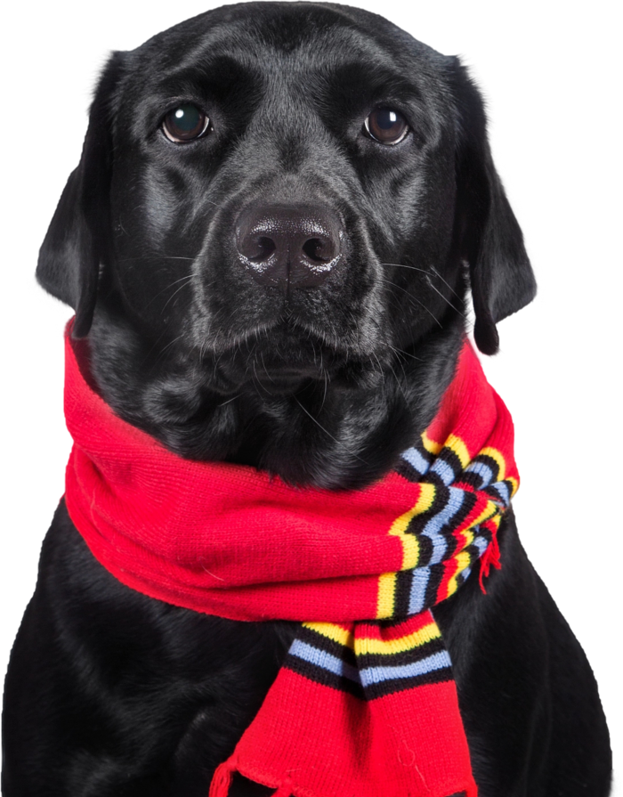 免扣素材实物狗狗摄影