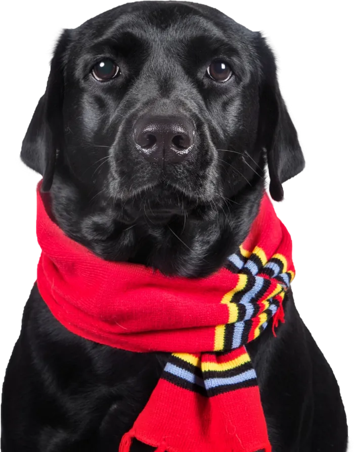 免扣素材实物狗狗摄影