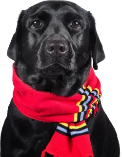 免扣素材实物狗狗摄影