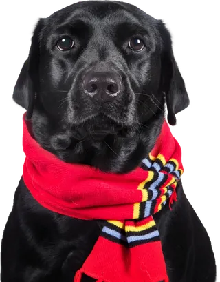 免扣素材实物狗狗摄影